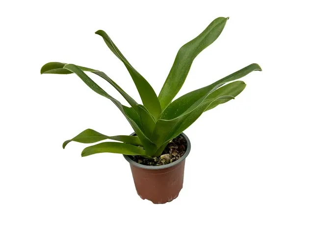 Paphiopedilum Cocoa Winsholt X Paph. Cocoa Tree (Paphiopedilum)