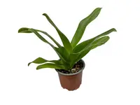 Paphiopedilum Cocoa Winsholt x Paph. Cocoa Tree