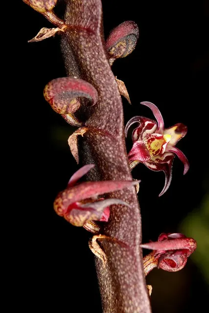 Bulbophyllum scaberulum