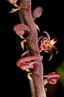 Bulbophyllum scaberulum
