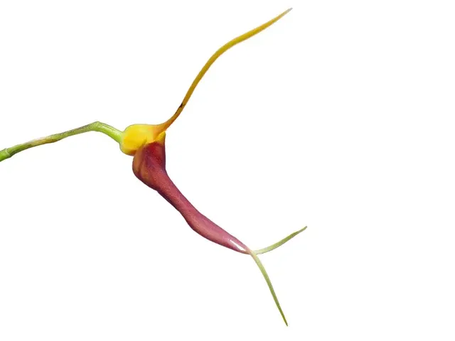 Masdevallia impostor (Masdevallia)