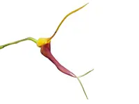 Masdevallia impostor