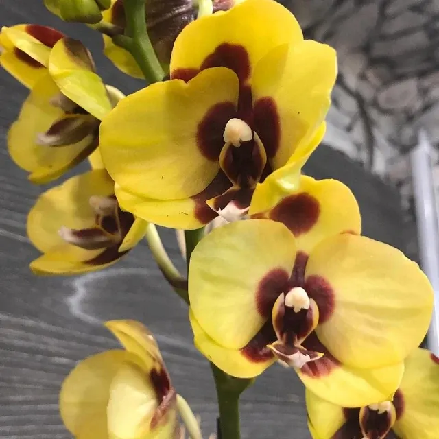 Phalaenopsis Panda Yellow