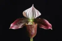 Paphiopedilum purpuratum ( HK x Purple Robe)