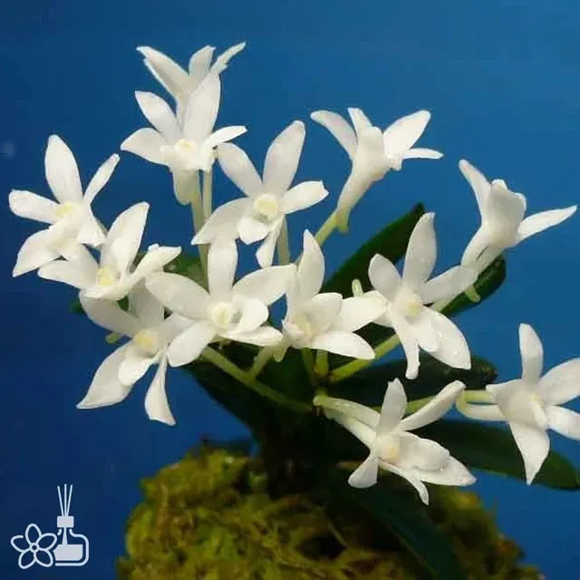 Neofinetia falcata 'Tamakongo' (Neofinetia)