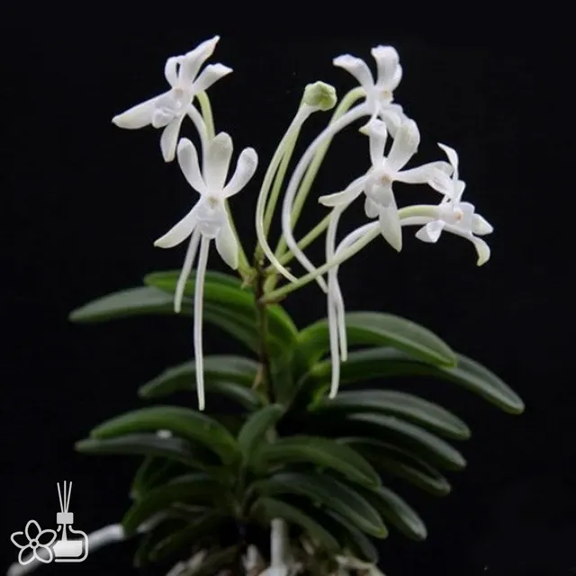 Neofinetia falcata 'Suikaden'