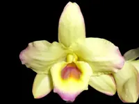 Fragrant – Dendrobium Mellow Heart ‘Yellow Mind’ (4” pot)