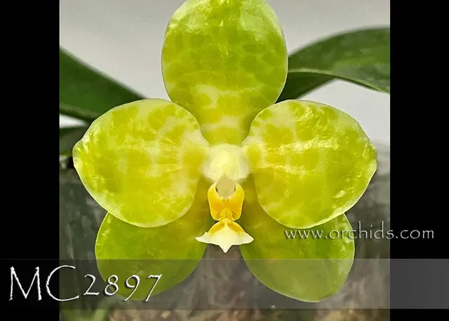 Phalaenopsis LD Gigan Green Giant 'Prince'