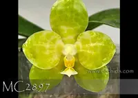 Phal. LD Gigan Green Giant 'Prince' (Chang Yi Green Giant 'Prince' x gigantea var.alba 'Prince')