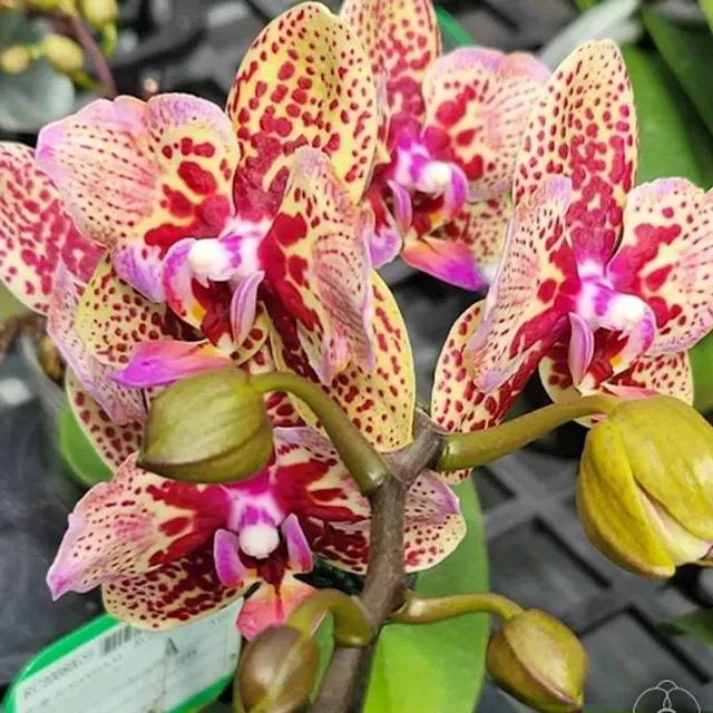 Phalaenopsis Lucky Leopard