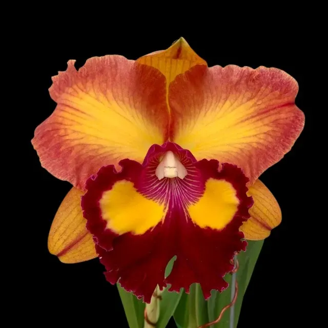 Cattleya Alliance - Rlc. Bangkok Sunlight