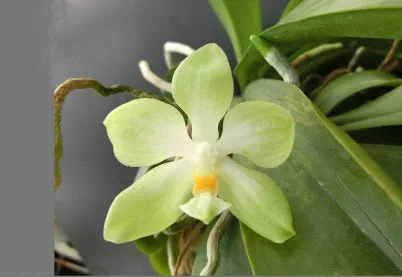 Phalaenopsis micholitzii (Phalaenopsis)
