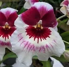 Miltoniopsis QF Klai