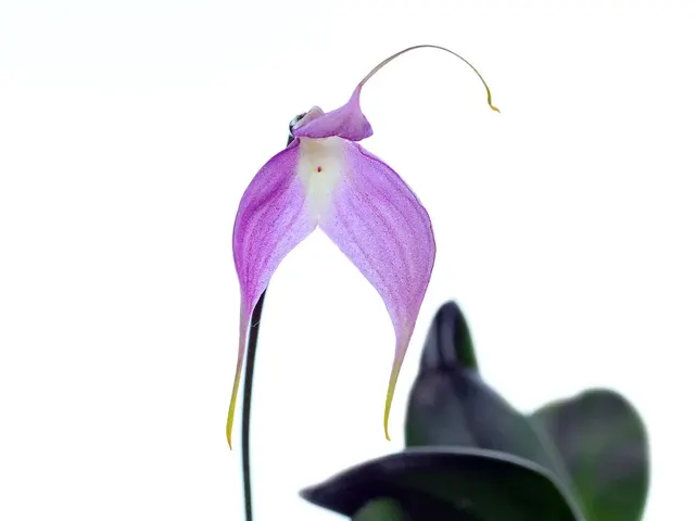 Masdevallia Crystal Follansbee Pink (Masdevallia)