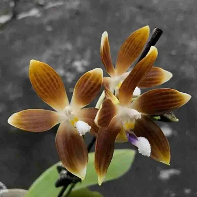 Phalaenopsis speciosa sp 'Jiaho Coffee' (Phalaenopsis)
