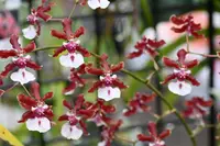 Oncidium Sharry Baby ‘Sweet Fragrance’ AM/AOS