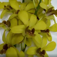 Dendrobium Orchid Plant (Burana Jade x Thongchai Gold) T-153 - Seedling