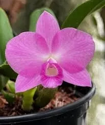 Sophronitis wittigiana x