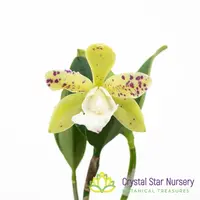 Cattleya YNS Green Leopard 'Caterpillar'
