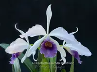 Lc. C.G. Roebling var. coerulea 'Beechview' AM/AOS – Fragrant