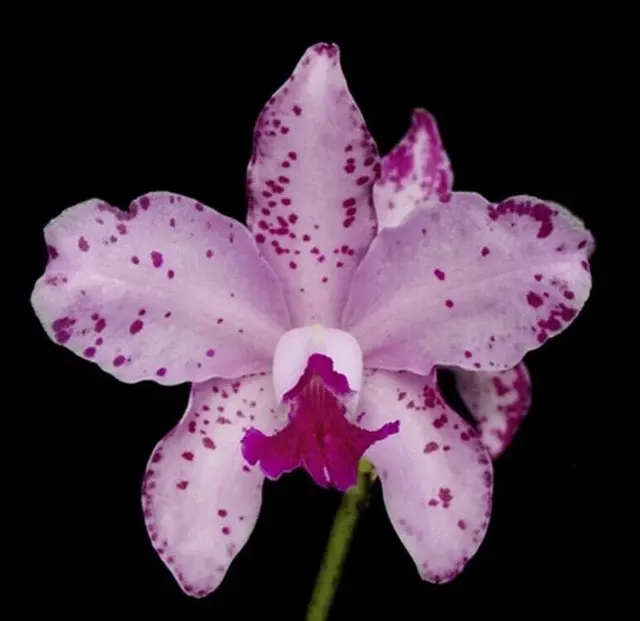 Cattleya amethystoglossa var tipo (Cattleya)