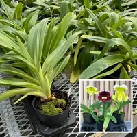 Complex Paphiopedilum (Seedling 4" Pot) - Not Blooming — Paph. Lippewunder 'Egg Custard' x Katai's Golden Emerald 'Jade'