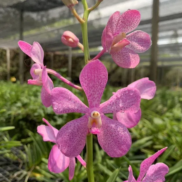 Mokara Calipso Pink