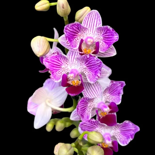 Phalaenopsis Younghome Lucky Star