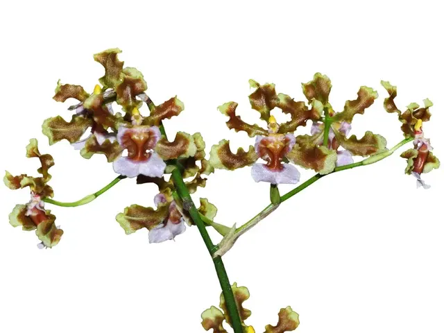 Oncidium maduroi (Oncidium)