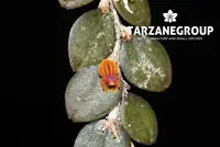LEPANTHES / ANDINIA NUMMULARIA PENDULOUS MINI MINIATURE ORCHID MOUNTED