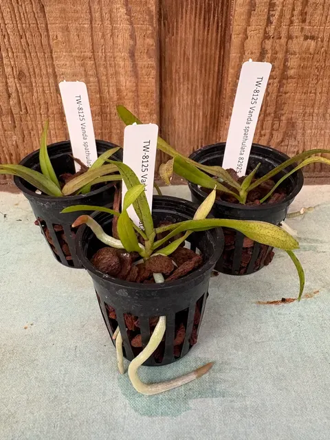 Vanda spathulata (Vanda)