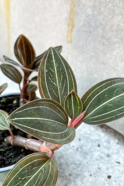 Noid Ludisia (Ludisia)