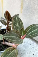 Ludisia sp. "Jewel Orchid" 3"