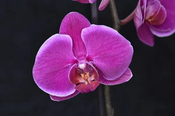 Phalaenopsis P21