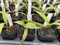 Bletia catenulata