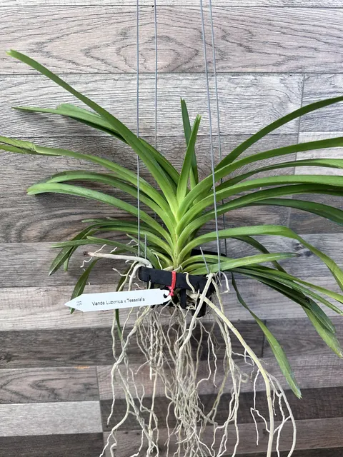 Vanda Luzonica x Tessellata (Vanda)