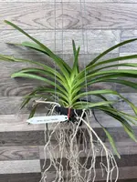 Vanda Luzonica x Tessellata
