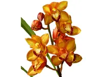 Cymbidium Dori Merchán