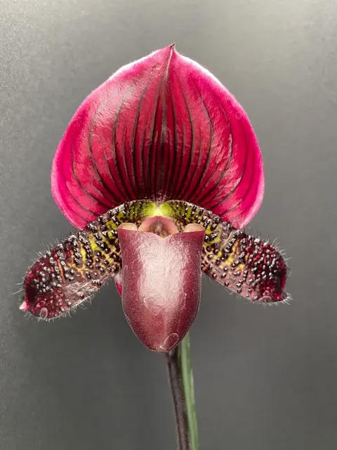 Paphiopedilum GRAND SANGIOVESE (Paphiopedilum)
