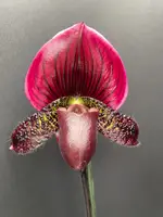 Paphiopedilum GRAND SANGIOVESE (Hsinying Cyber Leopard x Hsinying Red Apple)