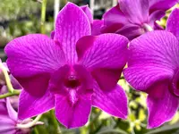 Den. Classic Kalapana ‘Dark Splash’