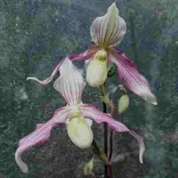 Paph. thaianum X Paph. Michael Koopowitz