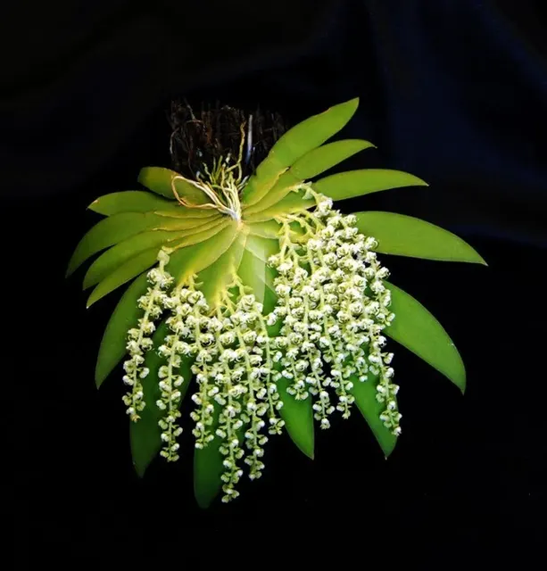 Ornithocephalus gladiatus var. bonplandii