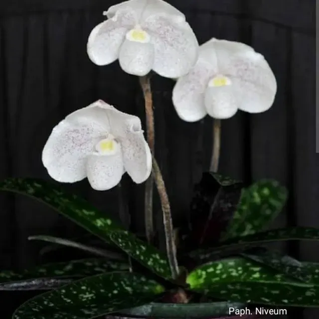 Paphiopedilum niveum (Paphiopedilum)