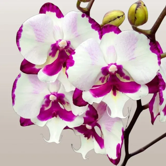 Phalaenopsis King Car Dalmatian