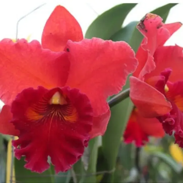Rhyncholaeliocattleya Taiwan Chief Wine 'Van Gogh' (Rhyncholaeliocattleya)