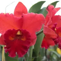 Orchid Cattleya R Rlc. Taiwan Chief Wine 'Van Gogh' Live Mature PLant 5 inch pot