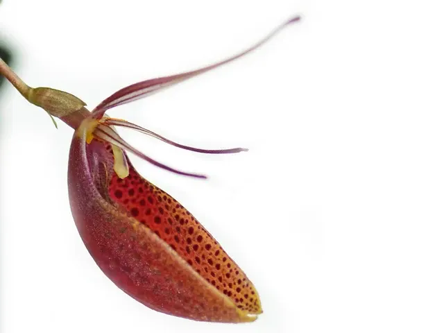 Restrepia cymbula (Restrepia)