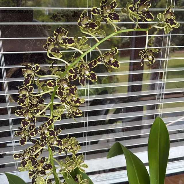 Grammatophyllum scriptum 'Leopard' (Grammatophyllum)