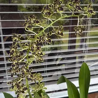 Gram. scriptum 'Leopard NN' (big blooming monster hybrid)